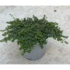 Thymus serpyllum