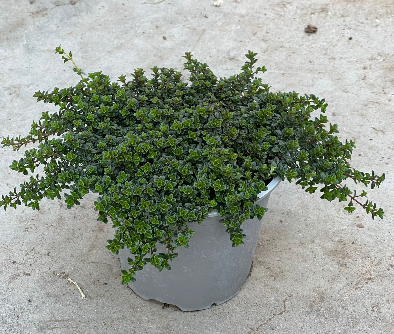 Thymus serpyllum