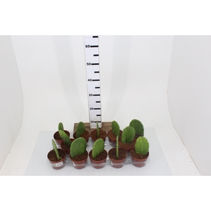 CACTUS OPUNTIA COCHENILLIFERA P11
