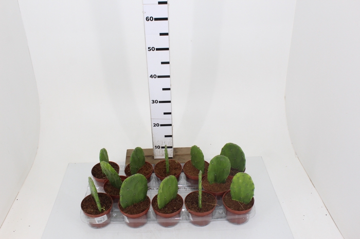 CACTUS OPUNTIA COCHENILLIFERA P11
