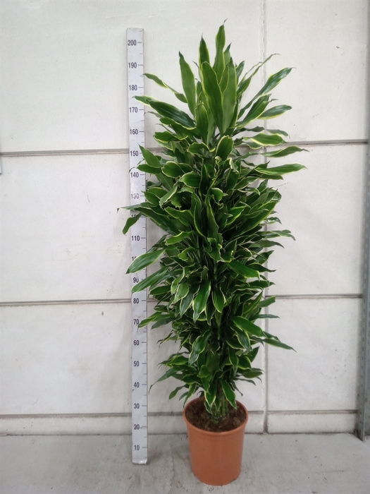 <h4>Dracaena frag. 'Golden Coast'</h4>