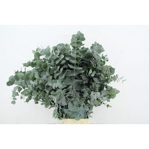EUC CINEREA 300GR SUPERDEAL