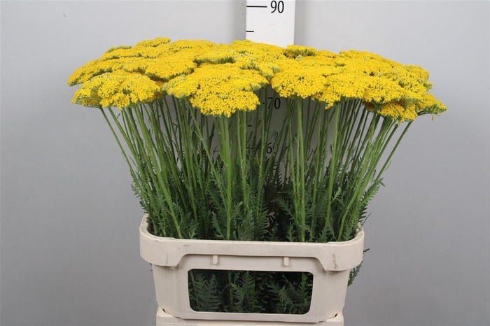 <h4>Achil F Parker Variety</h4>