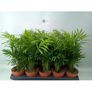 Chamaedorea elegans