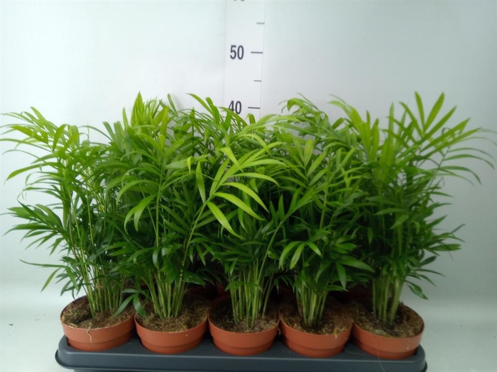 <h4>Chamaedorea elegans</h4>