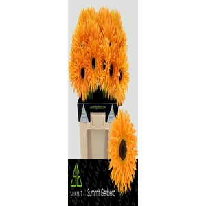 GE GS SPIDER BAMBU