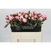 Paeonia Sarah Bernhardt