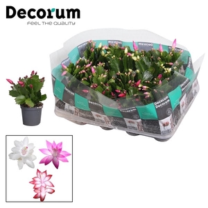 Schlumbergera Mix