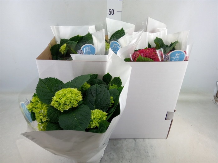 <h4>Hydrangea mac.   ...mix</h4>