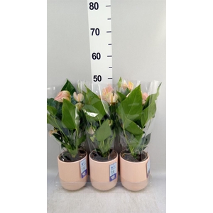 Anthurium andr. 'Joli Peach'
