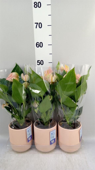 <h4>Anthurium andr. 'Joli Peach'</h4>