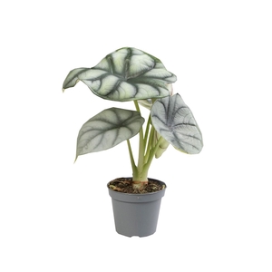 Alocasia Silver Dragon P6