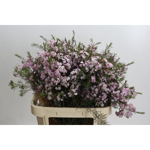 Chamelaucium Dancing Queen