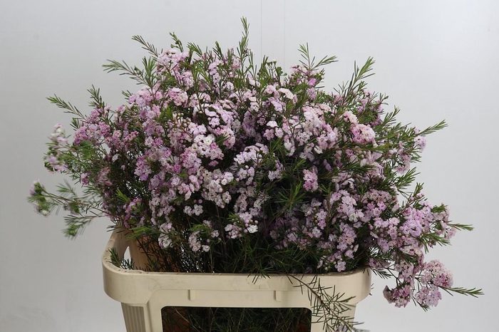 <h4>Chamelaucium Dancing Queen</h4>