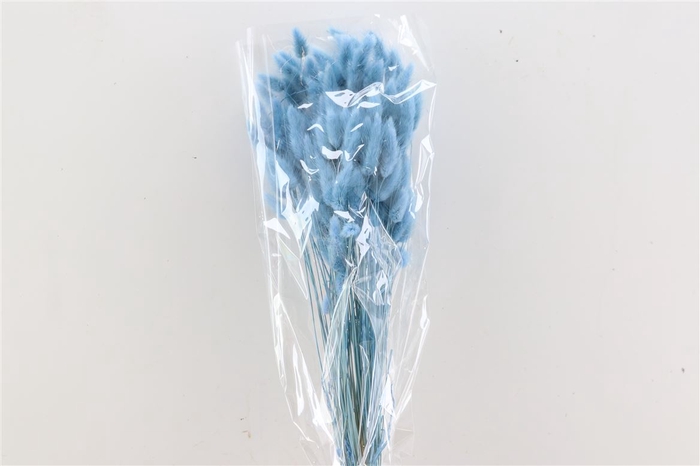 <h4>Dried Lagurus Blue Bunch Slv</h4>