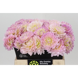 Dahlia Dianas Memory