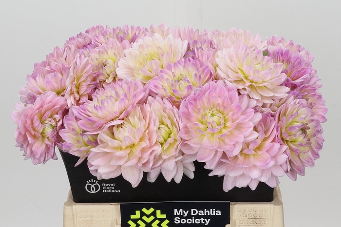 <h4>Dahlia Dianas Memory</h4>