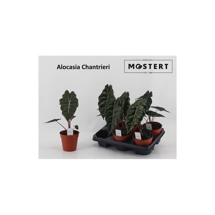 <h4>Aloc Chanterieri</h4>