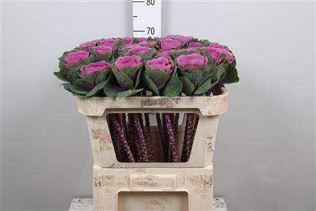 <h4>Brass Red Crane</h4>