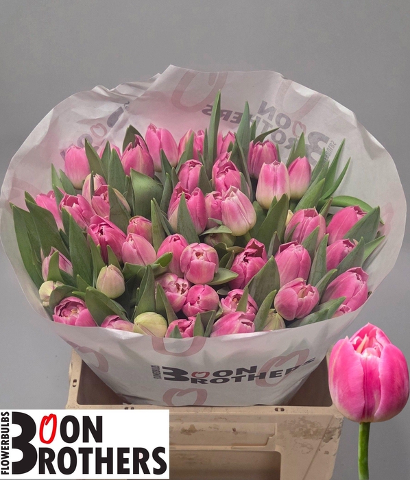 <h4>TU DU BRINDISI</h4>