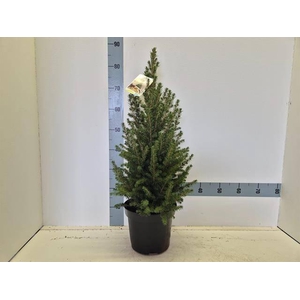 PICEA GL CONICA