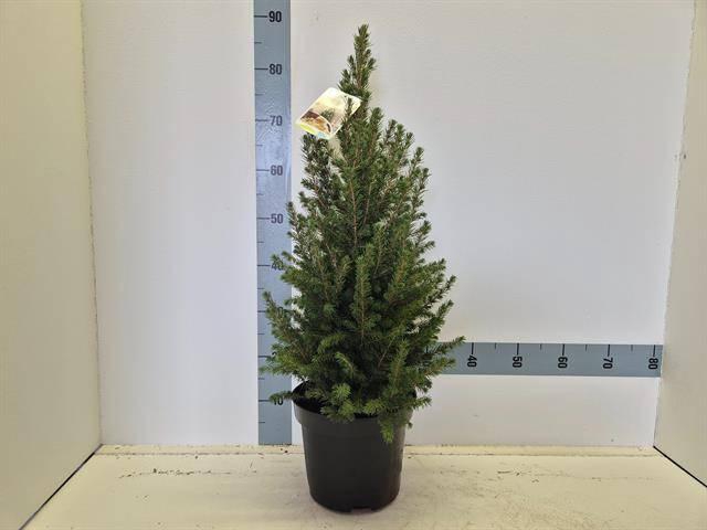 <h4>PICEA GL CONICA</h4>