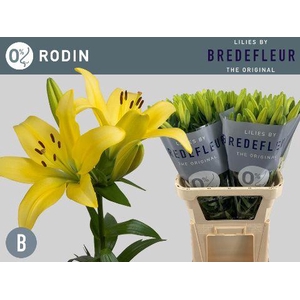 LI LA RODIN 3+