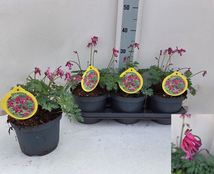 <h4>DICE FO LUXURIANT</h4>