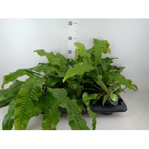 Microsorum musifolium 'Crocodyllus'