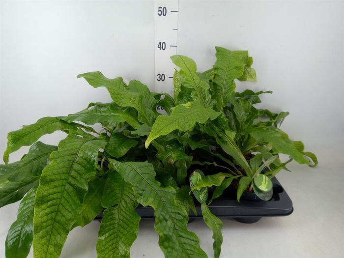 <h4>Microsorum musifolium 'Crocodyllus'</h4>