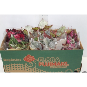 BEGONIA BELEAF P15 PO