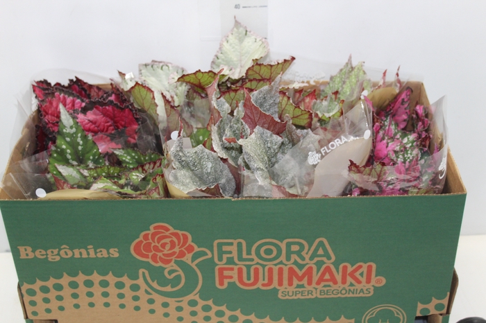 <h4>BEGONIA BELEAF P15 PO</h4>
