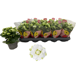 !! PROMO !! KALAN CALAN WHITE GRETA