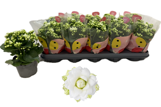 <h4>!! PROMO !! KALAN CALAN WHITE GRETA</h4>