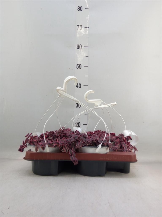 <h4>Crassula marginalis</h4>