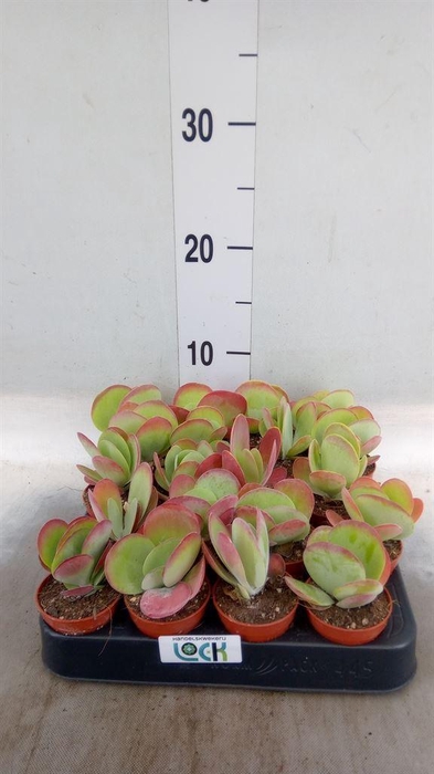 <h4>Kalanchoe NF thyrsiflora</h4>