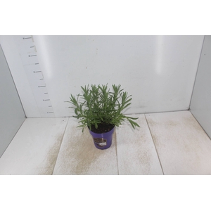 LAVANDULA ANGUSTIFOL P14