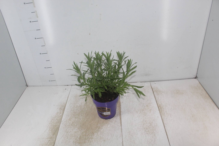 <h4>LAVANDULA ANGUSTIFOL P14</h4>