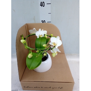 Phalaenopsis multi.   ...white