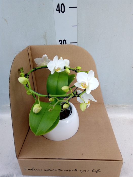 <h4>Phalaenopsis multi.   ...white</h4>