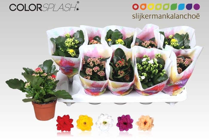 <h4>KAL GE GEM 5 KL</h4>