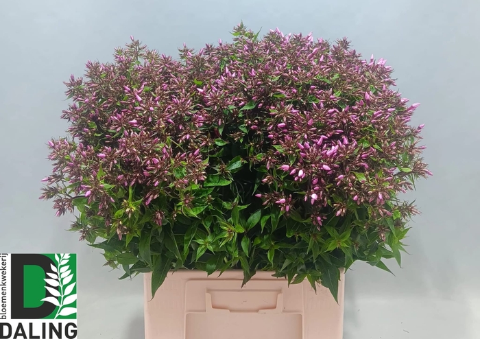 <h4>PHLOX P PINK EYES</h4>