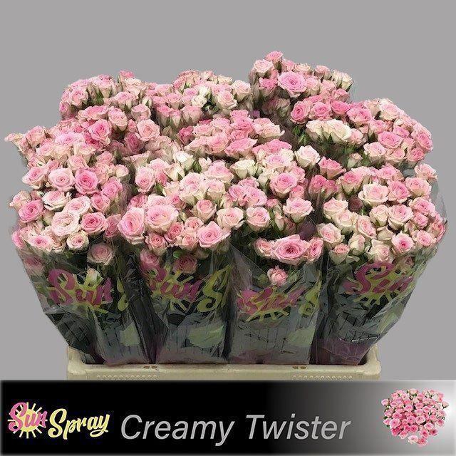 <h4>ROSA TR 'CREAMY TWISTER'</h4>