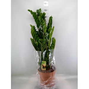 Zamioculcas zamiifolia