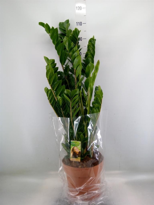 <h4>Zamioculcas zamiifolia</h4>