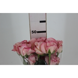 ROSA VANIA 050 CM ESTUFA