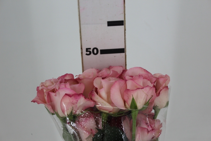 <h4>ROSA VANIA 050 CM ESTUFA</h4>