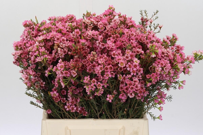 <h4>Chamelaucium Sarah's Delight</h4>