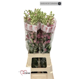 CONS R Q ROSE