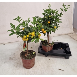 CITR MICROCARPA
